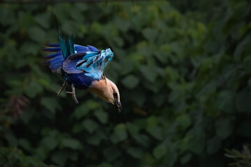Blue-bellied roller (Coracias cyanogaster) 