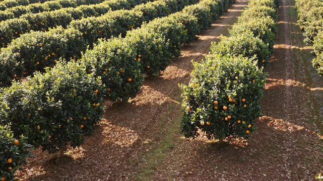 cinematic 4k drone view neatly organized citrus orchards Malta rows sunlit orange trees stretching fertile ground scattered fallen fruit highlighting agricultural abundance Mediterranean charm
