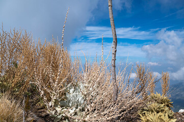 Obraz premium Oludeniz, Turkey. Mountain plants in autumn and clouds. Altitude: 1800 m. Mountain landscape.