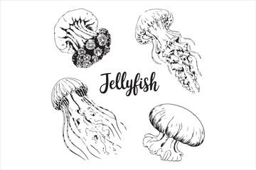 Jellyfish Line Art Vector Illustration