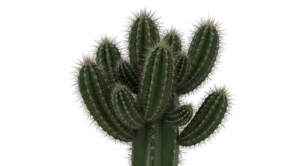 A cluster of green cacti with sharp spines isolated on a white background.
