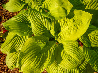 Hosta Leaves In The Garden In Spring In Wisconsin