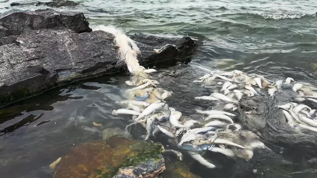 Ghost fishing net and dead fish floating near coastal rocks. High quality 4k footage