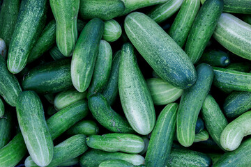 Fresh green cucumbers piled together, showing natural texture and vibrant color. Ideal for concepts of organic farming, healthy food, nutrition, vegetable markets, and sustainable agriculture.