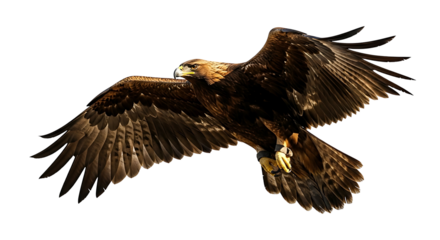 A powerful golden eagle in full flight against a white background.