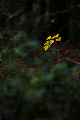 Small yellow plant growing in dark forest underbrush  

