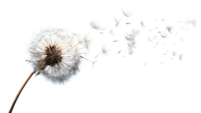 dandelion seed floating in air, delicate texture, isolated on white background - Powered by Adobe