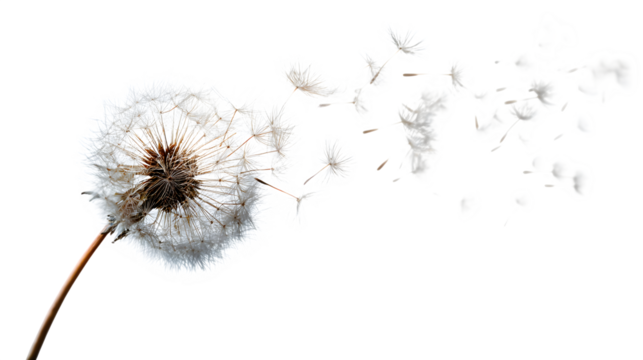 dandelion seed floating in air, delicate texture, isolated on white background