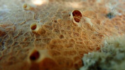 Crater sponge or honeycomb sponge (Hemimycale columella) close-up undersea, Mediterranean Sea, France, Cap-d'Ail © Alexey