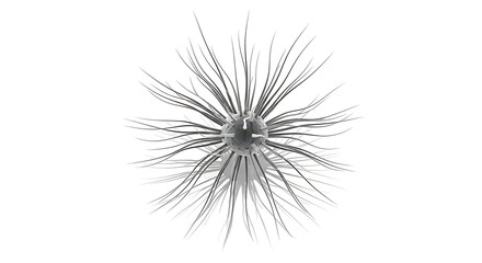 Abstract Dandelion Seed Head on White Background.