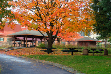 Vibrant autumn tree with picnic tables and pavilion in Arsenal Park, Watertown, Massachusetts, USA
