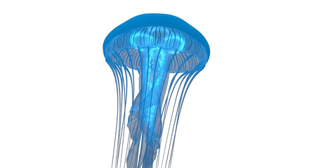 Blue Jellyfish Isolated on White Background.