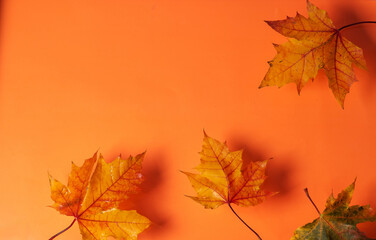 Elegant Autumn Leaves Spread Across Orange Background