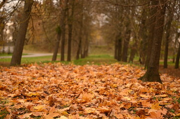 park autumn alley trees with yellow leaves