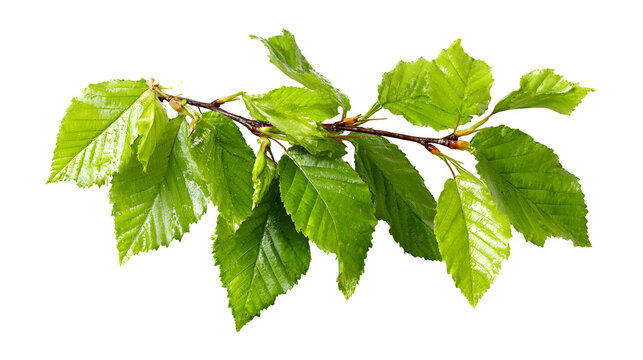 hornbeam tree branch with vibrant green leaves, botanical natural detail, isolated on white background