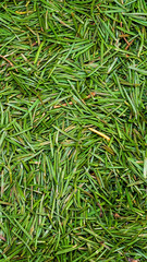 green spruce needles with visible details. background or texture
