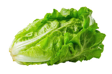 Fresh, vibrant green head of lettuce