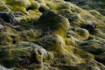 Moss-covered terrain with rocky outcrops creates a textured, natural landscape.