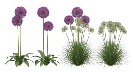Purple Allium Flowers and Green Grass Isolated graphic