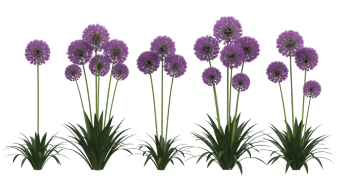 Purple Allium Flowers in Varying Sizes on Black Background