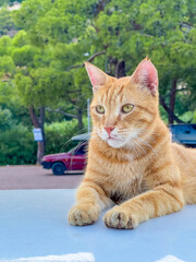Orange tabby cat with white chest sitting attentively on pavement with parked cars in background in Antalya, Turkey. High quality photograph