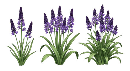 Fototapeta premium Purple Hyacinth Flowers in Different Sizes on Black Background