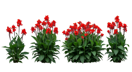 Red Canna Lily Plants graphic image