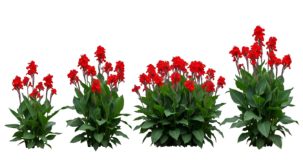 Red Canna Lily Plants in Varying Sizes graphic image