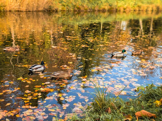 wild ducks swimming on a pond covered with bright fallen autumn leaves and warm reflections
