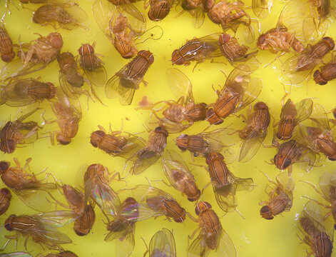 African fig fly, Zaprionus indianus (Diptera: Drosophilidae) is a species of vinegar fly. Dead flies in a yellow sticky trap
