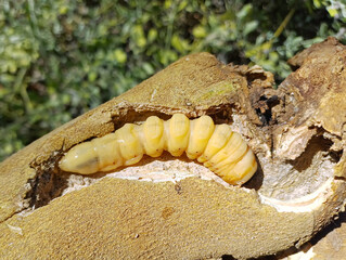 Longhorn beetle caterpillar, Mesoprionus besikanus (Coleoptera: Cerambycidae) in a tree root gallery
