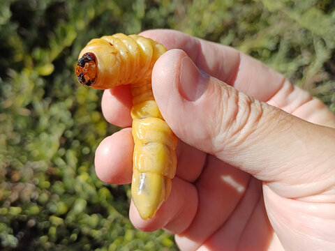 Longhorn beetle caterpillar, Mesoprionus besikanus (Coleoptera: Cerambycidae) on a human hand
