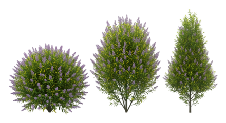 Three Flowering Shrubs with Purple Blooms on Transparent Background