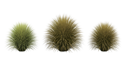 Three Fluffy Grass Tufts on Black Background graphic