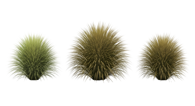 Three Fluffy Grass Tufts on Black Background graphic