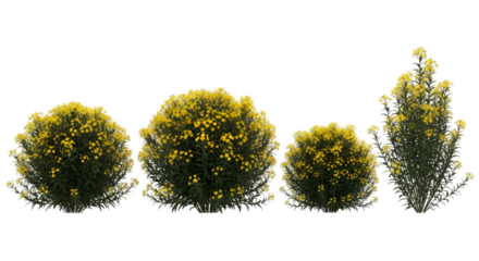 Yellow Flowering Bushes on Black Background graphic