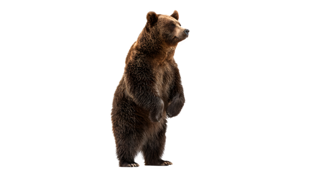 brown bear standing upright, powerful wildlife pose, isolated on white background