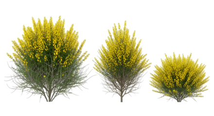 Yellow Flowering Bushes on White Background (89) graphic