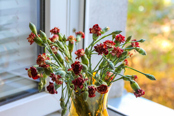 Red Pistacia lentiscus mastic tree berries on branches with green leaves in Antalya, Turkey garden. High quality photograph