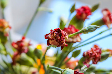 Close-up of bright red Pistacia lentiscus mastic tree berries with green foliage in Antalya, Turkey. High quality photograph