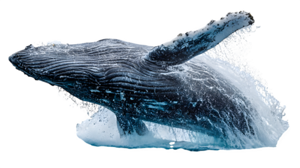 humpback whale breaching ocean surface, majestic motion, isolated on white background
