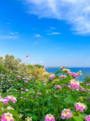 Pink Pelargonium flowers blooming in garden with Mediterranean Sea and clear blue sky visible in background near Antalya, Turkey. High quality photograph