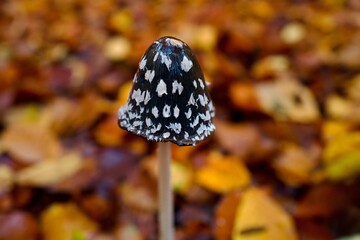 mushroom in the autumn in the forest