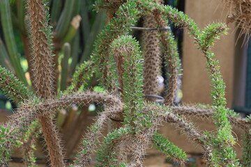 Alluaudia procera has a rounded, shiny gray stem with thorns arranged in spiral pattern. Between...