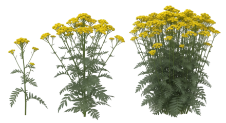 Yellow Tansy Plants in Three Sizes graphic image