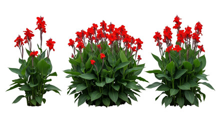 Three Red Canna Lily Plants graphic image