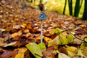 mushroom in the autumn in the forest