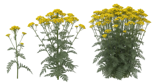 Yellow Tansy Plants in Three Sizes graphic image