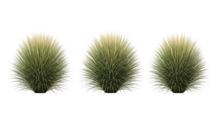 Three Spiky Green and White Seed Pods on Black Background
