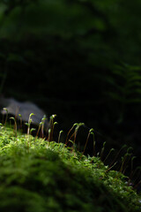 Moss sporophytes in sunlight on forest floor